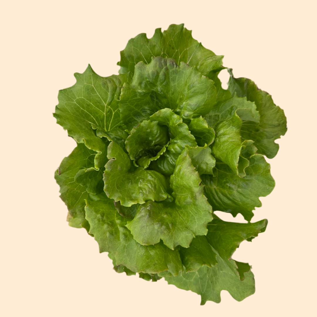 Fanga