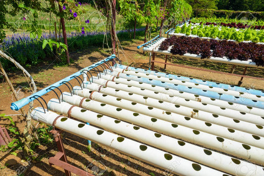 🌱 Las Bondades de los Cultivos Hidropónicos: Agricultura del Futuro