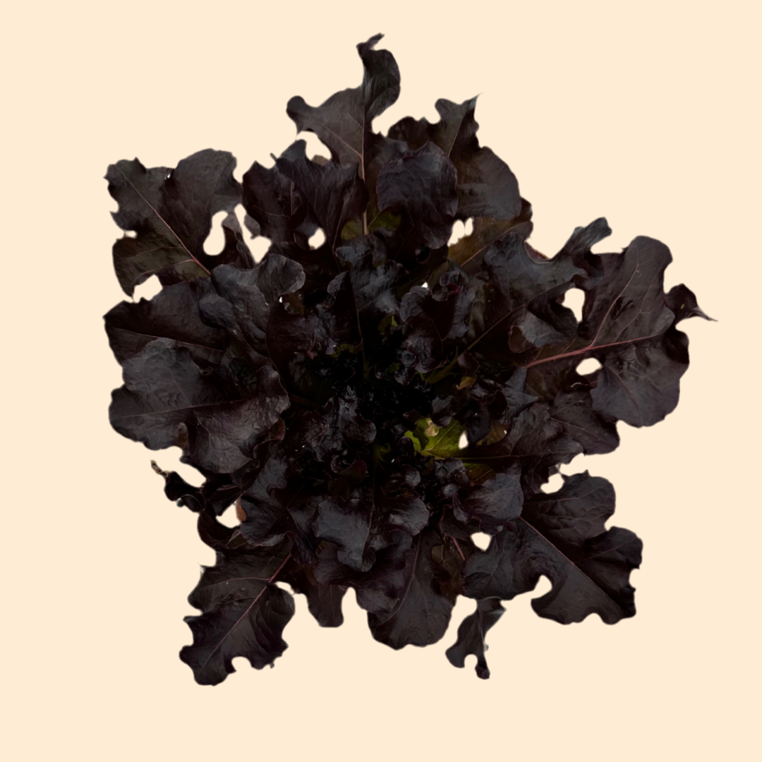 Corbella