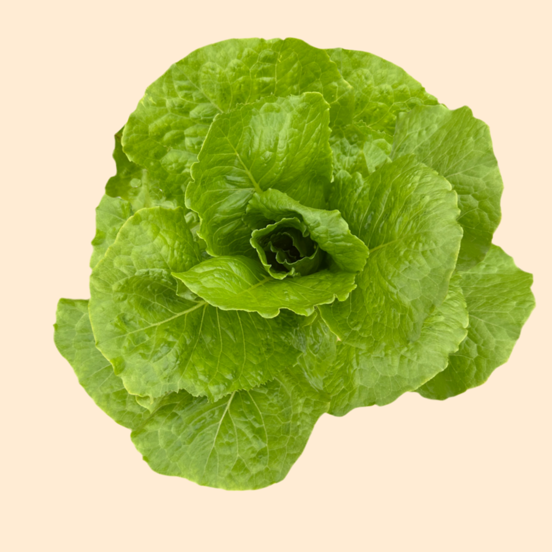 Arada